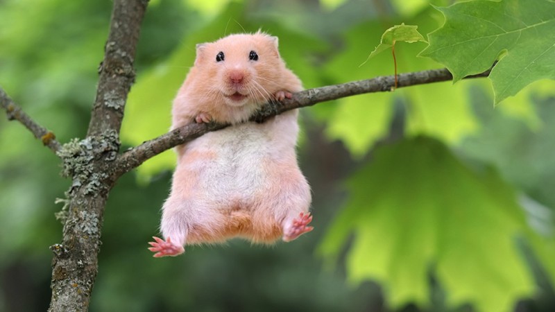 Create meme: fun with hamsters, funny hamsters, hamster funny