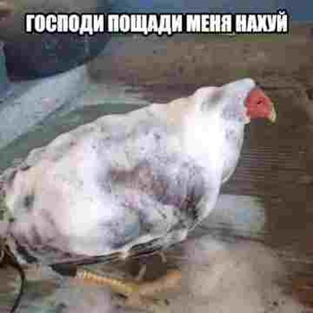 Создать мем: курица голубь, куры плохо несутся, кот