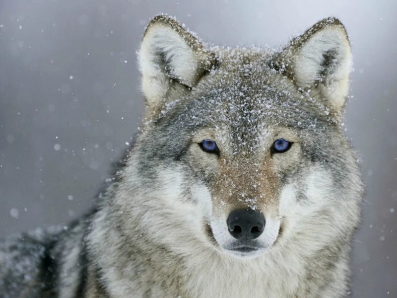 Create meme: auf wolf, the wolf wolf wolf, wolf wolf