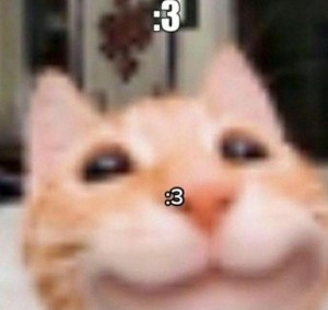 Create meme: stoned cat, cat, seals