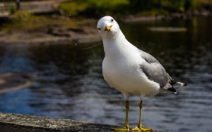 Create meme: Seagull, Seagull