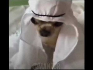 Создать мем: собака араб, король артур, долговязая арабская собака