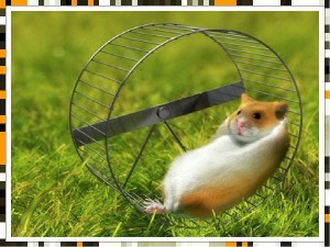 Create meme: hamster wheel, hamster, hamster