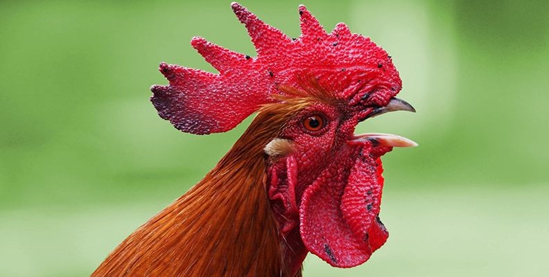 Create meme: chicken cock , cock beautiful, rooster bird