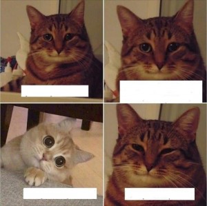 Создать мем: улыбающийся кот из мемов, мемы с котами со словами, кот поехали в икею мем
