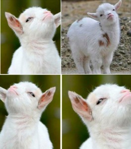 Create meme: the proud goat meme, the proud goat, goat meme