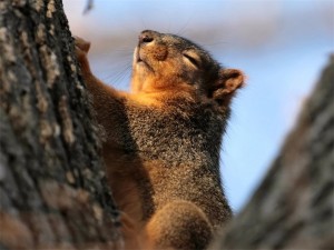 Create meme: the Wallpapers of squirrel, sleepy squirrel funny photo, squirrel