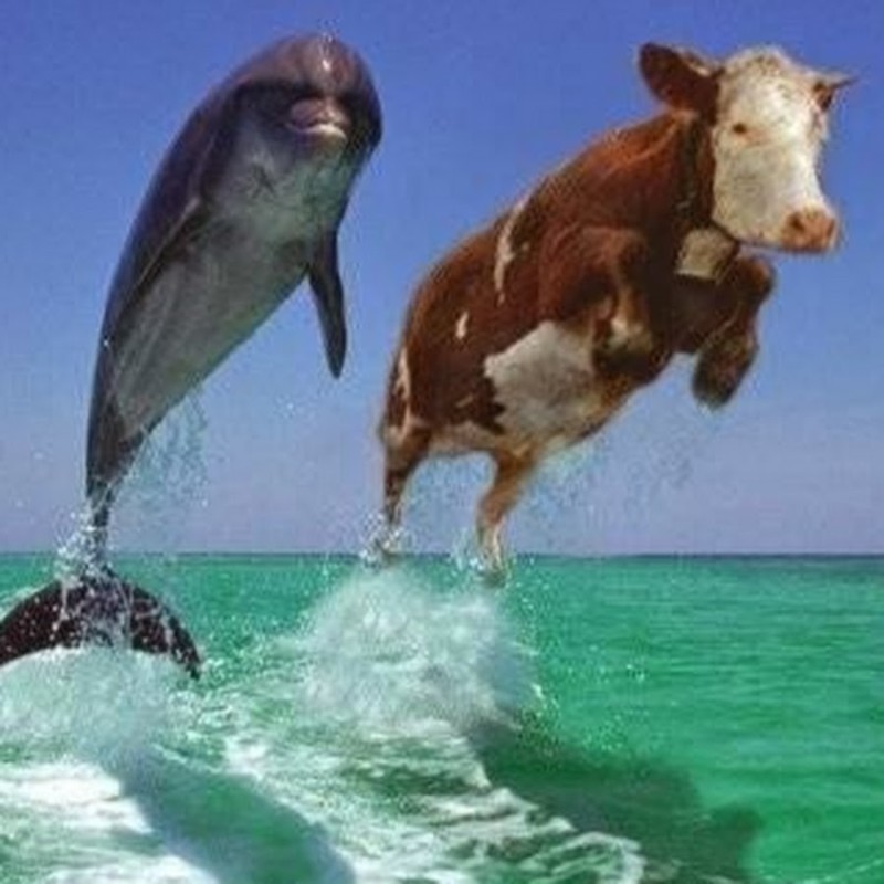 Создать мем: дельфин и корова выпрыгивающие из воды, дельфин, корова в море мем