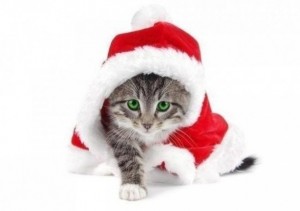 Создать мем: смешной новогодний кот, cat background, новый год счастье