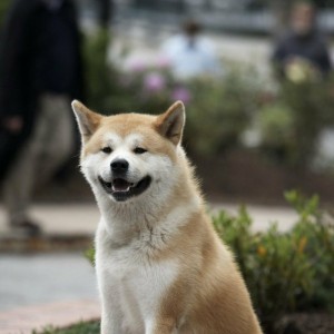 Create meme: Hachiko dog breed, breed Akita inu