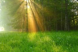 Create meme: nature sunshine, Good morning in the forest, summer sun nature