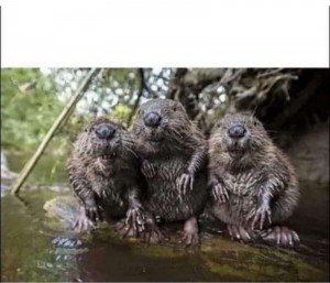 Create meme: beaver