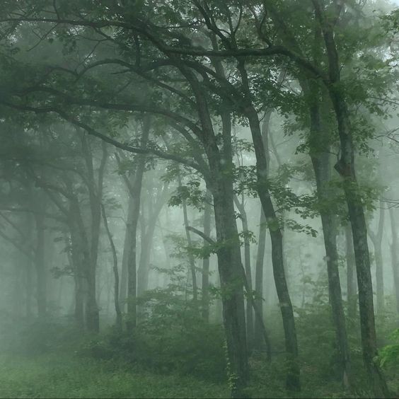 Create meme: fog forest, Fog forest grove, forest 