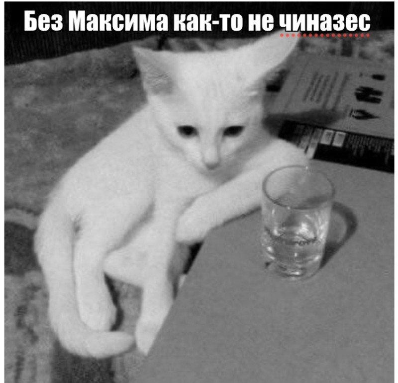 Create meme: funny cats, animals funny , kitty 