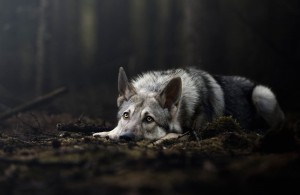 Создать мем: волчья собака сарлоса, волк в лесу, волк в лесу ночью