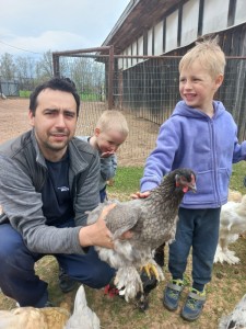 Создать мем: кохинхин черный отличить петушка от курочки в три месяца, цыплята брама подрощенные, порода кур брама