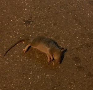 Create meme: rat, dead rat, dead mouse