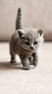Создать мем: серый котенок британец, милые котята, маленький британский котенок