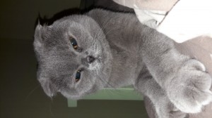 Create meme: exotic blue color, Scottish fold cat, cat