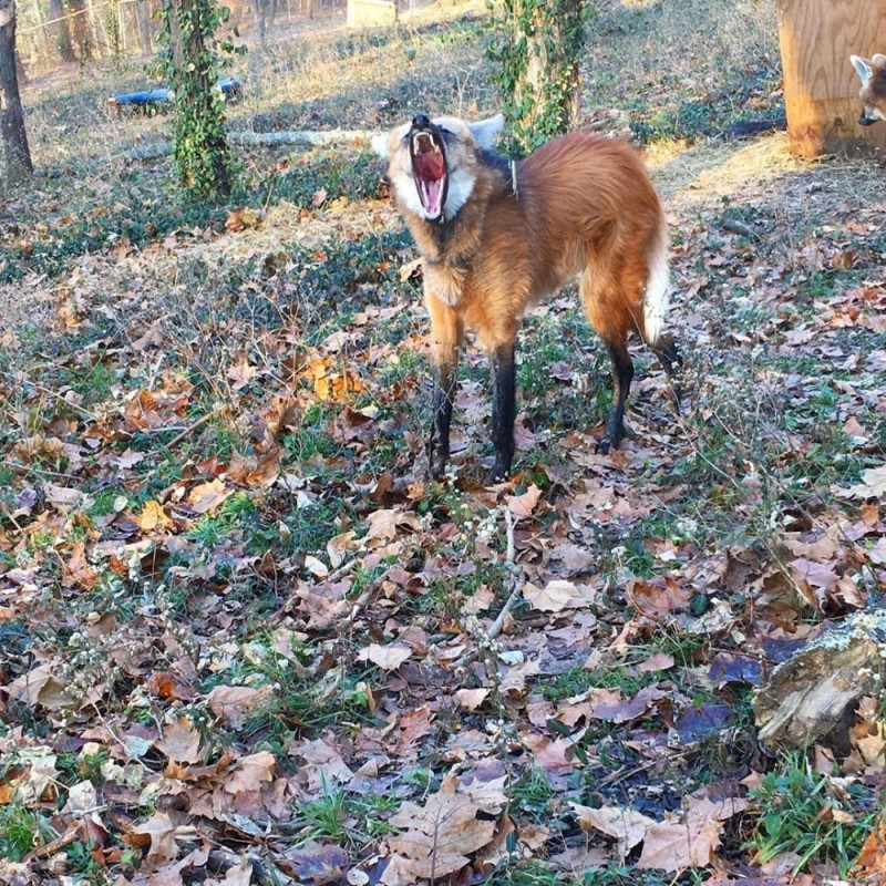 Create meme: maned wolf, maned wolf, the maned wolf is domestic