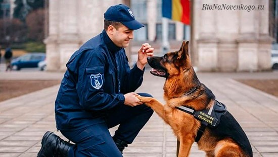 Создать мем: немецкая овчарка на службе, мужчина полицейский с собакой, милиционер с собакой