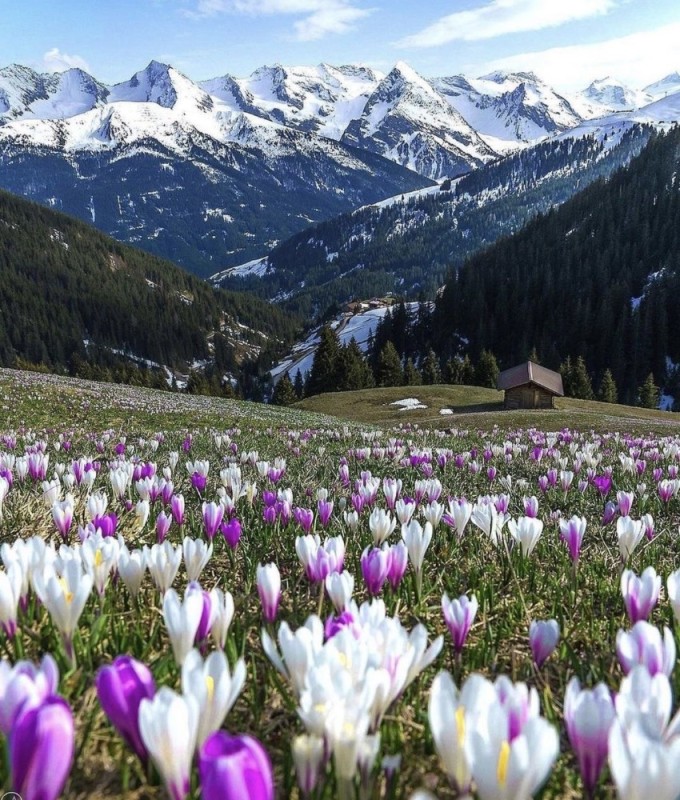 Создать мем: крокус горный цветок эльбрус, ранняя весна в альпах, долина крокусов домбай