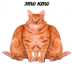Create meme: cat, red cat, red cat