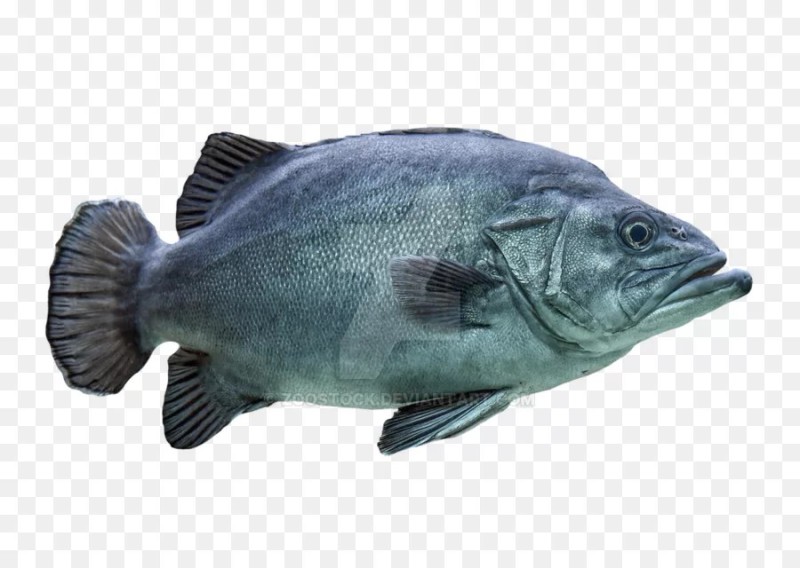 Создать мем: морской окунь, полиприон рыба, рыба на белом фоне