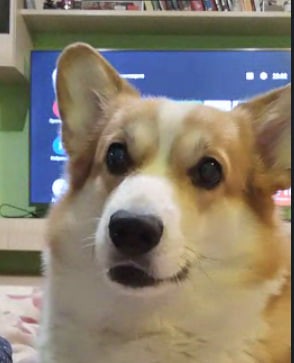 Create meme: Welsh Corgi, welsh corgi pembroke, Welsh Corgi dog