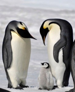 Создать мем: penguin, императорский пингвин в антарктиде, пингвин