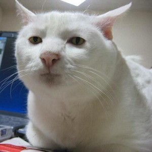 Создать мем: приемлемо кот, серьезный белый кот, серьезный кот мем