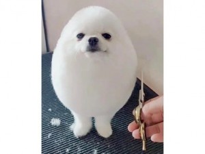 Create meme: fluffy dog, Spitz, Pomeranian