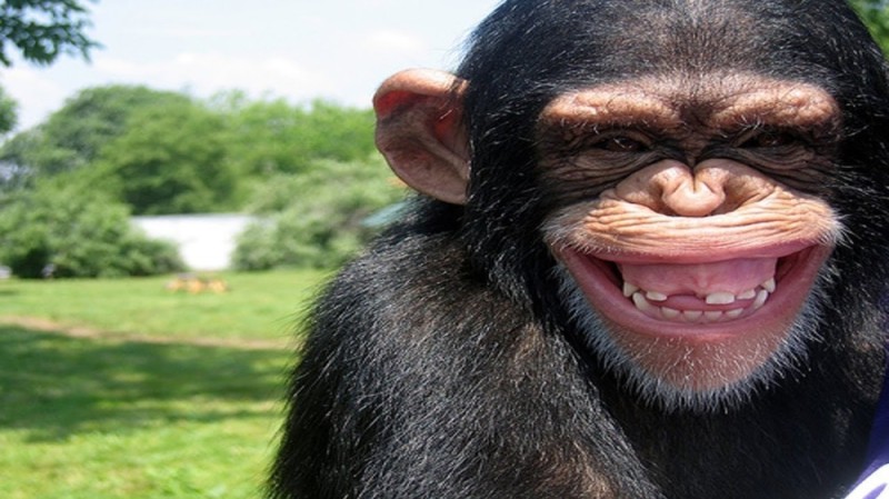 Create meme: chimp smiles, funny monkey , the monkey laughs