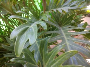 Создать мем: филодендрон чешуеносный, philodendron xanadu, филодендрон ксанаду (philodendron xanadu)