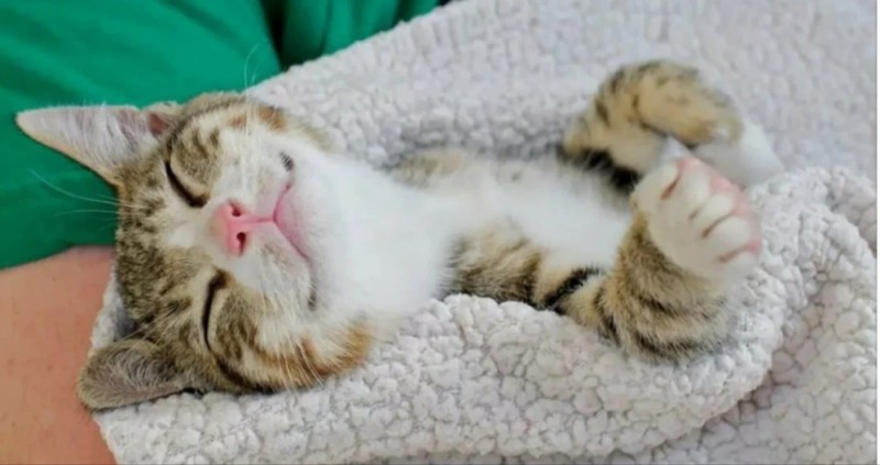 Создать мем: спящий полосатый кот, сонный кот, котик сонный