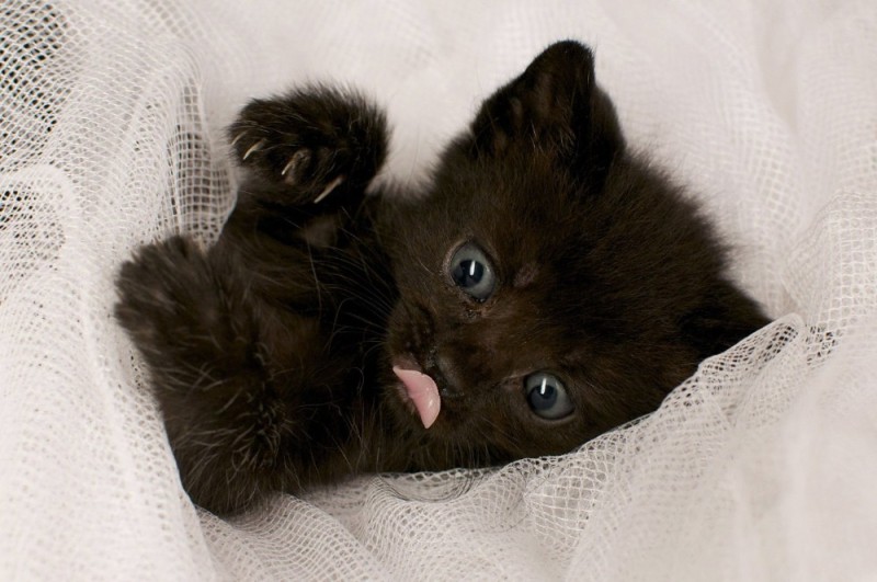 Create meme: kitties , black cat , seals black