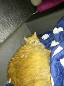 Создать мем: кот жраааааать, рыжий котенок в подъезде, спящий рыжик