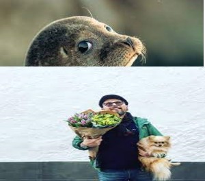 Создать мем: маленький тюлень, каспийская нерпа, морской котик и тюлень