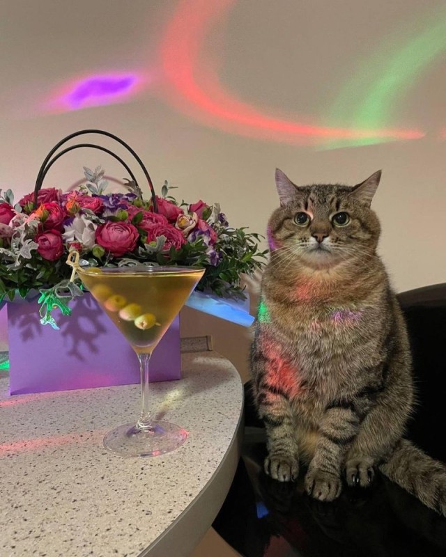 Create meme: cat , cat with wine, cat stepan kharkiv