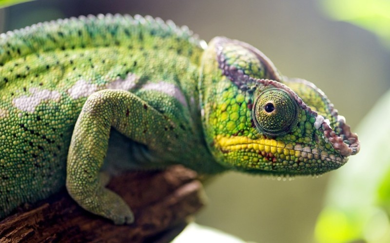Create meme: chameleon , parterowy chameleon, madagascar chameleon