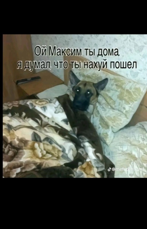 Create meme: Oh Maxim, you're at home and I thought, dog , dog dog