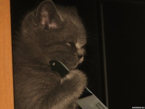 Create meme: sad cat, cat, the cat with a knife
