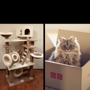 Создать мем: кот в маленькой коробке, коты в коробках мем, кот шредингера