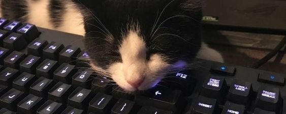 Create meme: the cat gamer , cat , the cat is behind the computer