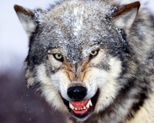 Создать мем: волк в ярости, хищный взгляд волка, оскаленный волк