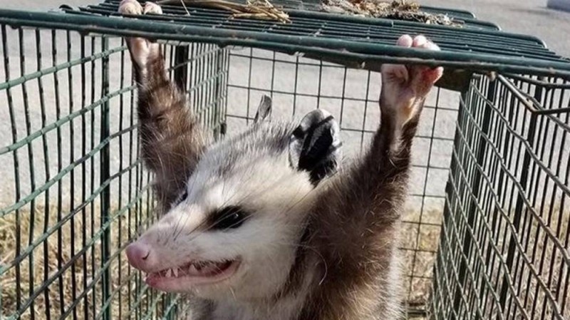 Create meme: funny possum , possum meme, possum is evil