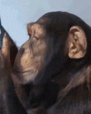 Создать мем: обезьяна обезьяна, шимпанзе, обезьяна думает