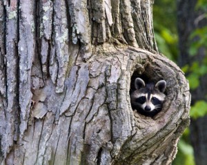 Создать мем: фотографии живой природы, tree, raccoon