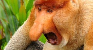 Создать мем: обыкновенный носач, черная обезьяна носач, обезьяна с большим носом