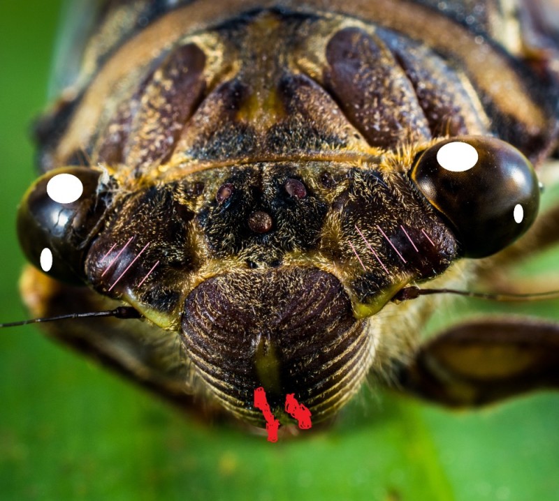 Create meme: insects closeup, close-up, invertebrates